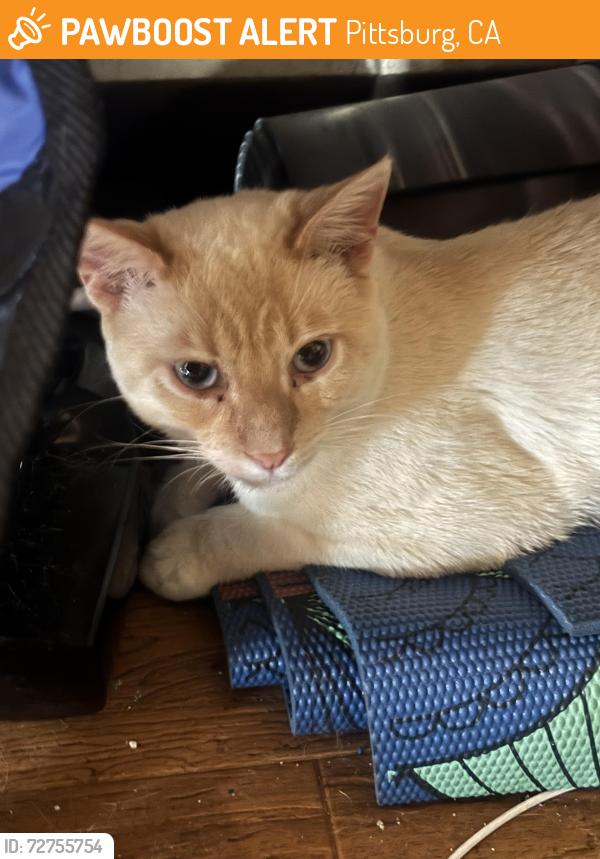 Found/Stray Male Cat last seen Cecelia way and railroad ave , Pittsburg, CA 94565