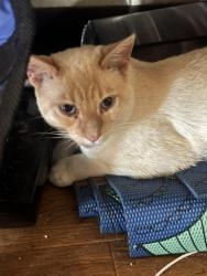 Found/Stray Male Cat last seen Cecelia way and railroad ave , Pittsburg, CA 94565