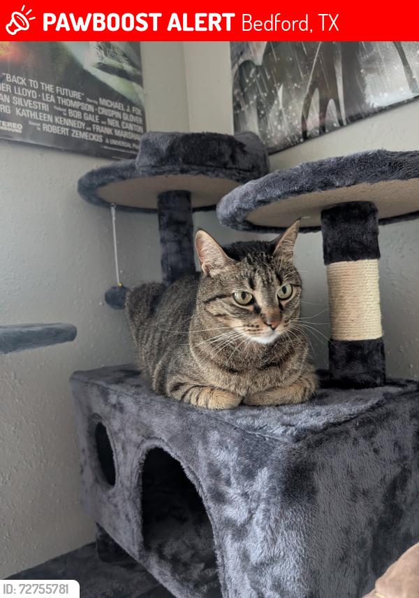 Lost Male Cat last seen Forest ridge , Bedford, TX 76021