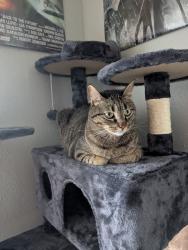 Lost Male Cat last seen Forest ridge , Bedford, TX 76021