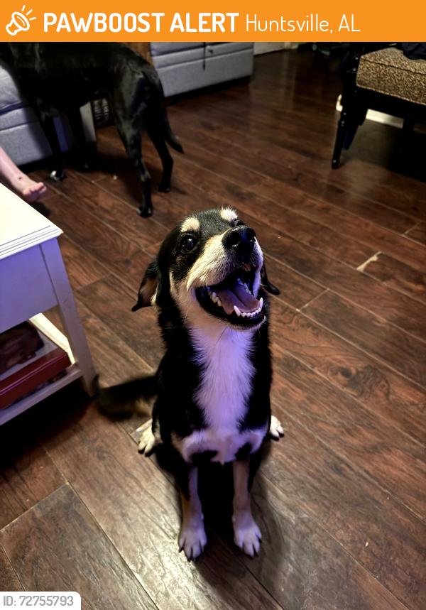 Found/Stray Unknown Dog last seen Sandhurst dr, Huntsville, AL 35803
