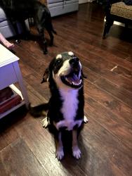 Found/Stray Unknown Dog last seen Sandhurst dr, Huntsville, AL 35803
