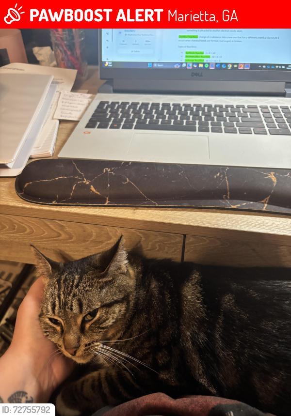Lost Female Cat last seen , Marietta, GA 30066