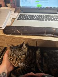 Lost Female Cat last seen , Marietta, GA 30066