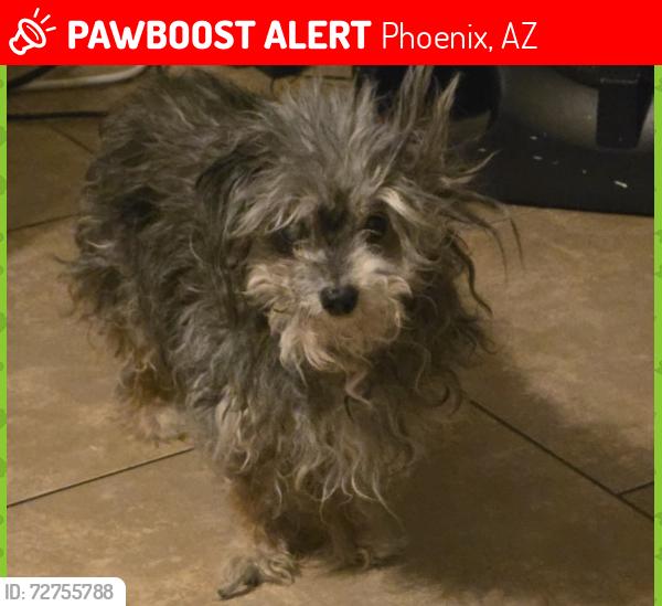 Lost Female Dog last seen 37th ave and Glenn , Phoenix, AZ 85021