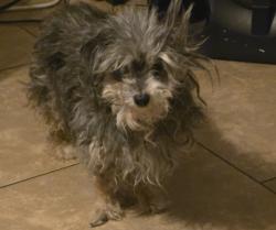 Lost Female Dog last seen 37th ave and Glenn , Phoenix, AZ 85021