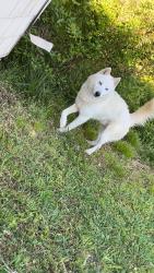 Found/Stray Male Dog last seen Lake rd, stemp everhart , Thomasville, NC 27360
