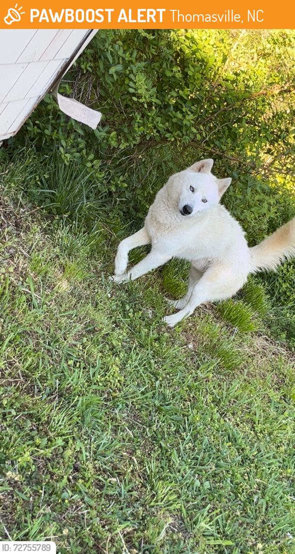 Found/Stray Male Dog last seen Lake rd, stemp everhart , Thomasville, NC 27360