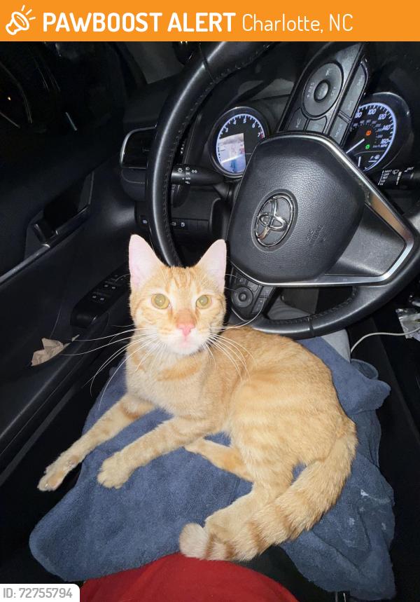 Found/Stray Male Cat last seen Church’s Chicken on Eastway, Charlotte, NC 28205