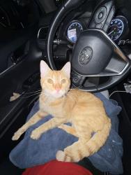 Found/Stray Male Cat last seen Church’s Chicken on Eastway, Charlotte, NC 28205