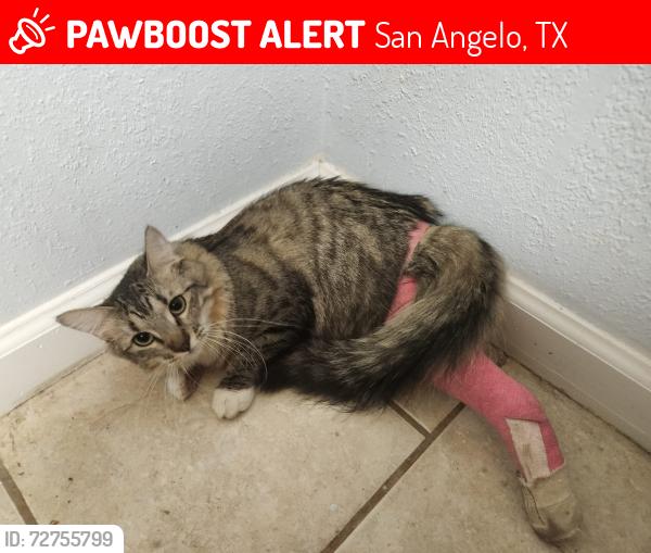Lost Female Cat last seen Glenwood dr and howard street, San Angelo, TX 76901