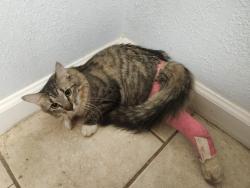 Lost Female Cat last seen Glenwood dr and howard street, San Angelo, TX 76901