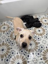 Found/Stray Male Dog last seen Wabash st , San Bernardino, CA 92405