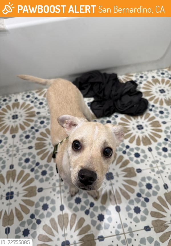 Found/Stray Male Dog last seen Wabash st , San Bernardino, CA 92405