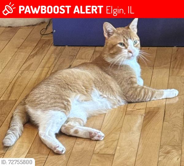 Lost Male Cat last seen Sherman ave and Arlington ave, Elgin, IL 60120