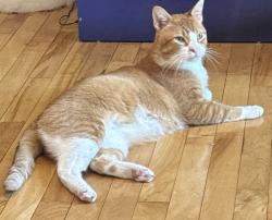 Lost Male Cat last seen Sherman ave and Arlington ave, Elgin, IL 60120