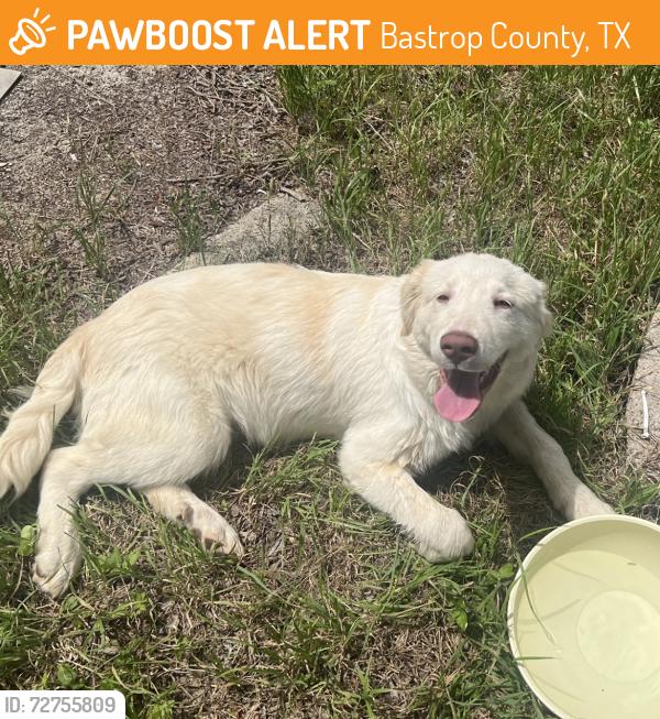 Found/Stray Male Dog last seen Clover rd. Cedar creek , Bastrop County, TX 78612