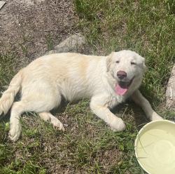 Found/Stray Male Dog last seen Clover rd. Cedar creek , Bastrop County, TX 78612