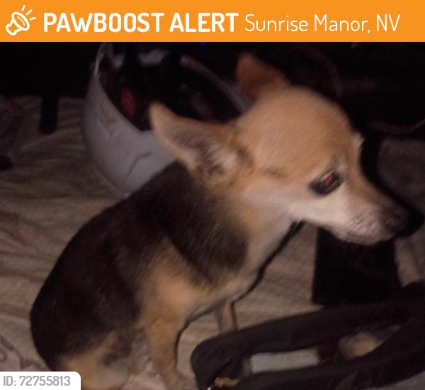 Found/Stray Female Dog last seen Wendy's on nellis and Harris, Sunrise Manor, NV 89110