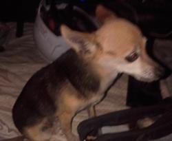 Found/Stray Female Dog last seen Wendy's on nellis and Harris, Sunrise Manor, NV 89110
