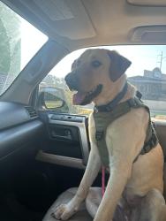 Found/Stray Male Dog last seen Walkers Mill Winery , Harrison County, TX 75650