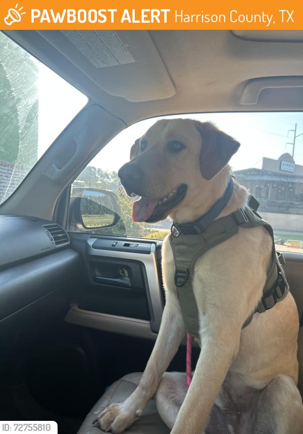 Found/Stray Male Dog last seen Walkers Mill Winery , Harrison County, TX 75650