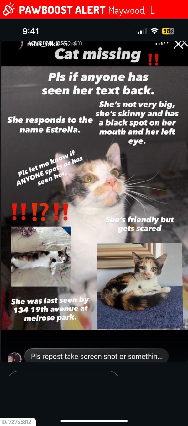Lost Female Cat last seen Near 19th avenue melrose park , Maywood, IL 60153