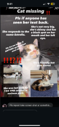 Lost Female Cat last seen Near 19th avenue melrose park , Maywood, IL 60153