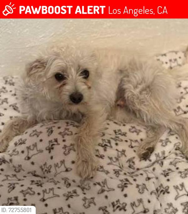 Lost Male Dog last seen Crocker and 5th, Los Angeles, CA 90021