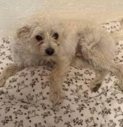 Lost Male Dog last seen Crocker and 5th, Los Angeles, CA 90021