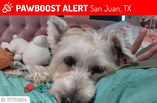 Lost Female Dog last seen S Veterans Blvd, San Juan, TX 78589