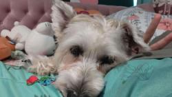 Lost Female Dog last seen S Veterans Blvd, San Juan, TX 78589