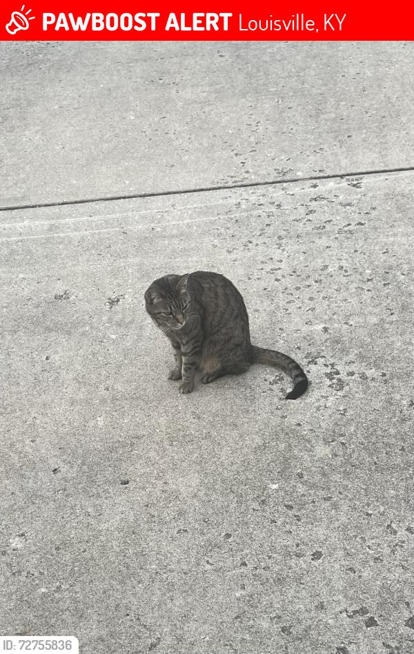 Lost Female Cat last seen Michael Edward , Louisville, KY 40291