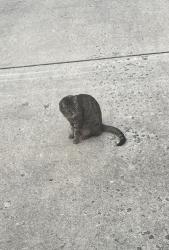 Lost Female Cat last seen Michael Edward , Louisville, KY 40291