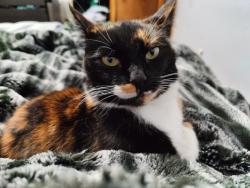 Lost Female Cat last seen Steilacoom rd, nisqually middle school, Olympia, WA 98503