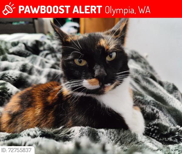 Lost Female Cat last seen Steilacoom rd, nisqually middle school, Olympia, WA 98503