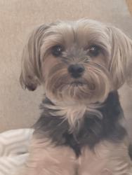 Lost Female Dog last seen Hwy 31 & Blakeley Way, Spanish Fort, AL 36527