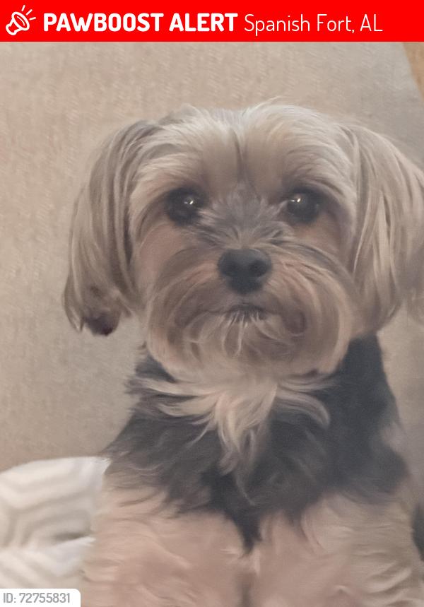 Lost Female Dog last seen Hwy 31 & Blakeley Way, Spanish Fort, AL 36527
