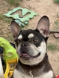 Lost Male Dog last seen 71st ave and west van buren , Phoenix, AZ 85043