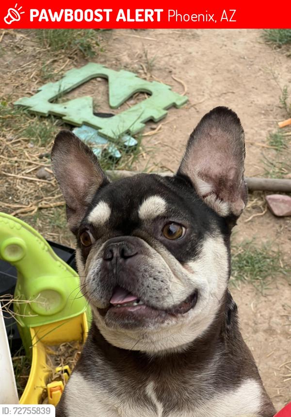 Lost Male Dog last seen 71st ave and west van buren , Phoenix, AZ 85043