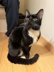 Found/Stray Female Cat last seen Rainier Ave S and S Chicago St, Seattle, WA 98118