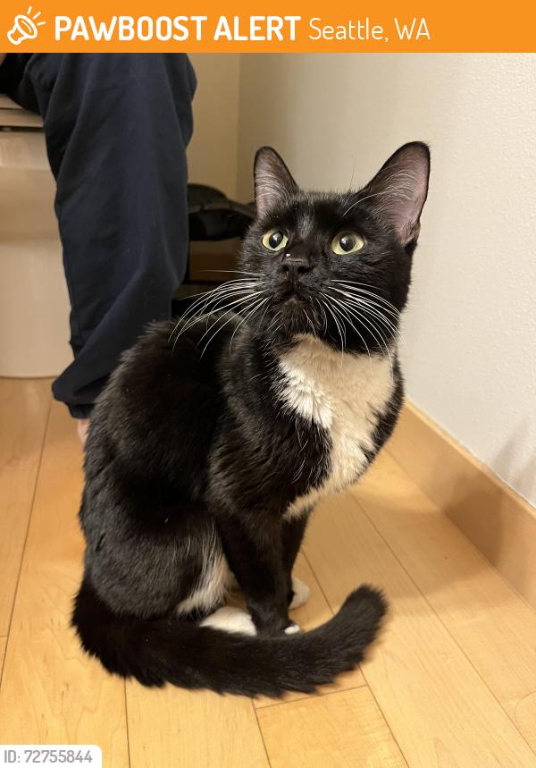 Found/Stray Female Cat last seen Rainier Ave S and S Chicago St, Seattle, WA 98118