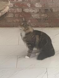 Lost Male Cat last seen Stewart and  marion, Las Vegas, NV 89110