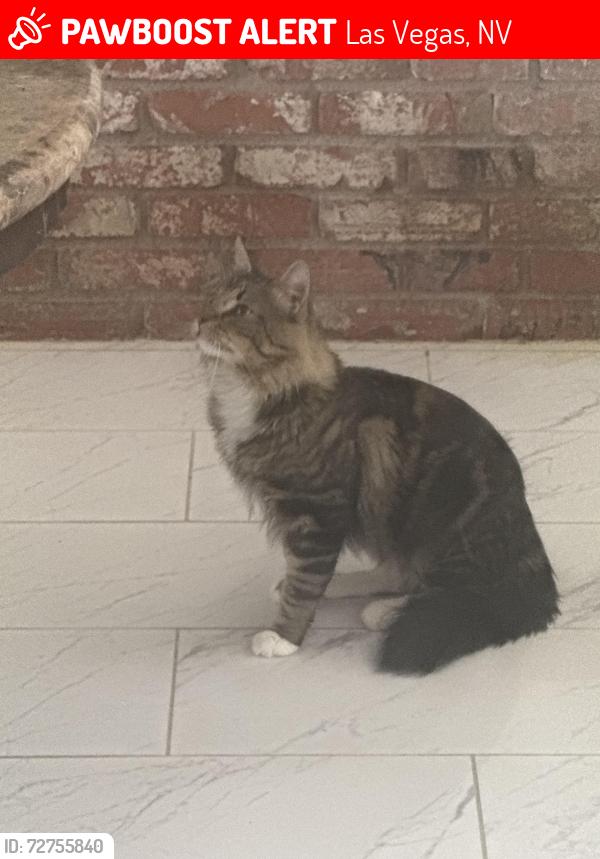 Lost Male Cat last seen Stewart and marion, Las Vegas, NV 89110