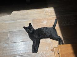 Lost Male Cat last seen Aloha Inn, Arroyo Grande, CA 93420