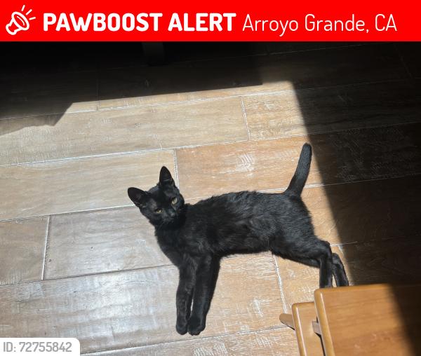Lost Male Cat last seen Aloha Inn, Arroyo Grande, CA 93420