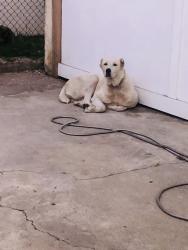 Found/Stray Female Dog last seen Figueroa and 94th, Los Angeles, CA 90044
