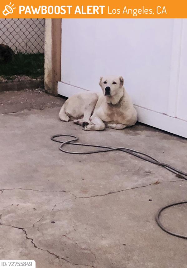 Found/Stray Female Dog last seen Figueroa and 94th, Los Angeles, CA 90044