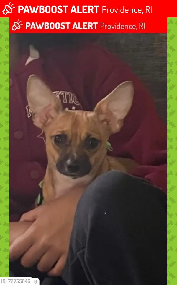 Lost Female Dog last seen Dexter park, family dollar, La Gigante, nearby cemetery , Providence, RI 02907