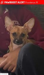 Lost Female Dog last seen Dexter park, family dollar, La Gigante, nearby cemetery , Providence, RI 02907